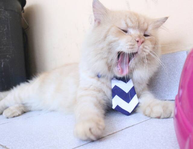 Long tie like a boss untuk kucing anjing / aksesoris hewan lucu / baju kucing terlaris