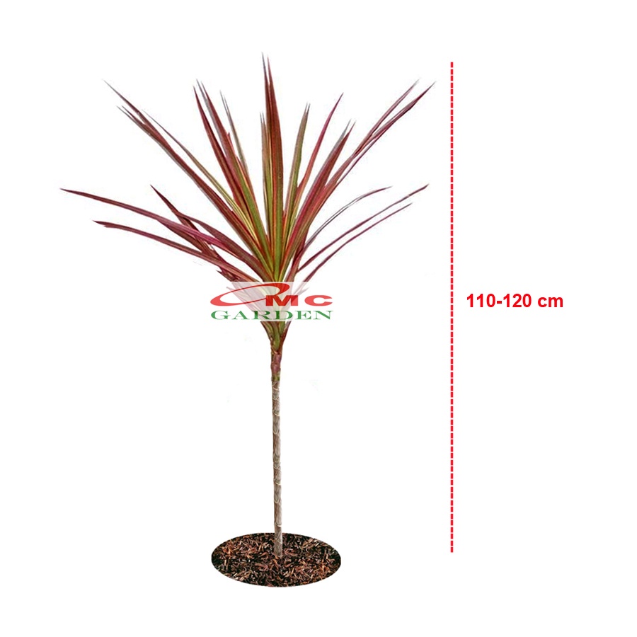 Dracaena Marginata Dragon Tree Tricolor Tri Color Merah Kuning Hijau Putih Tanaman Hias 110120