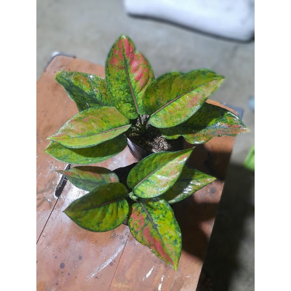 Aglaonema Aglo Aglonema Hengheng Pelangi