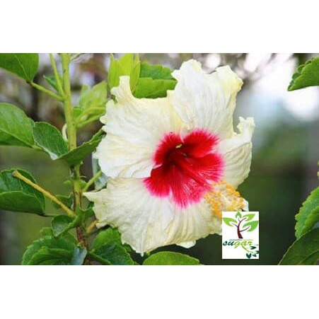tanaman bunga hibiscus bangkok fusion white