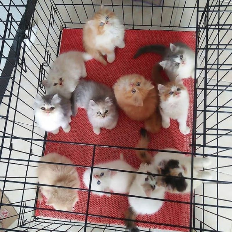 ALAS KANDANG HEWAN TEBAL 5,5 MM KUCING - ANJING - REPTIL - KURA - SUGAR GLIDER