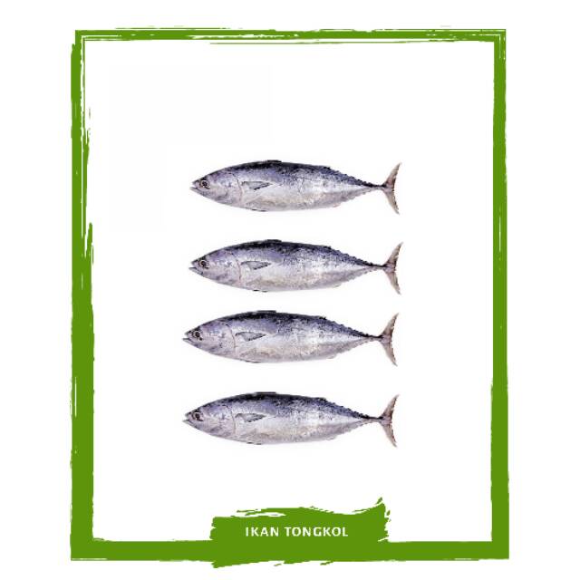 

Tongkol Besek / Ikan Segar On Mallahrizwa