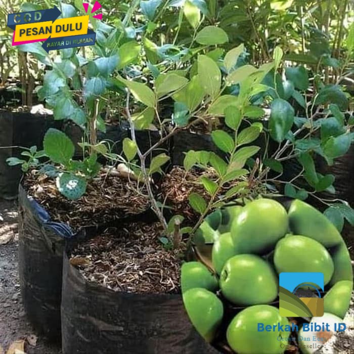 Bibit apel Putsa (futsa india) kondisi berbuah