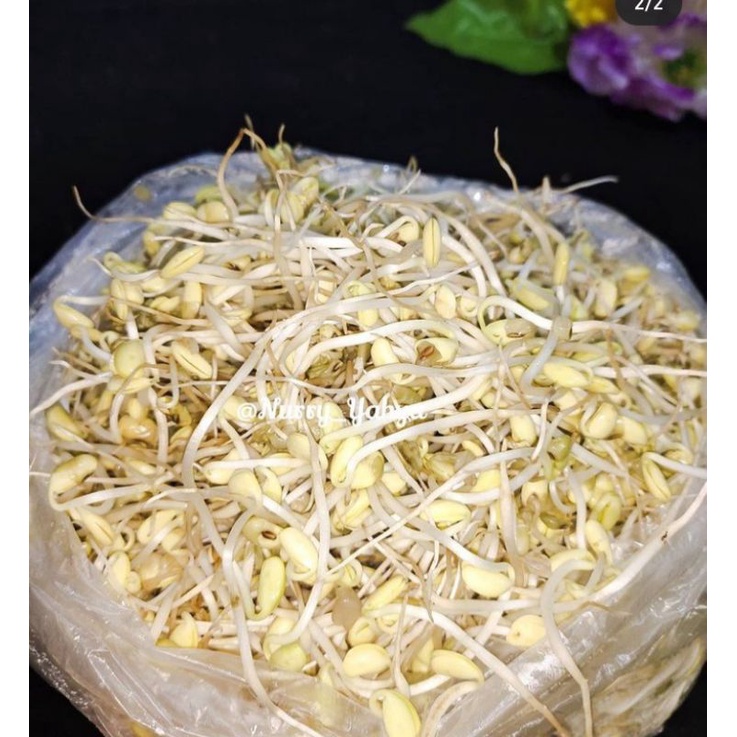 

Kecambah Kedelai Per 100 gram