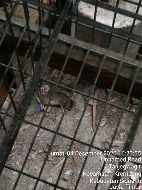 Racun Tikus Maowang Hologram Merah