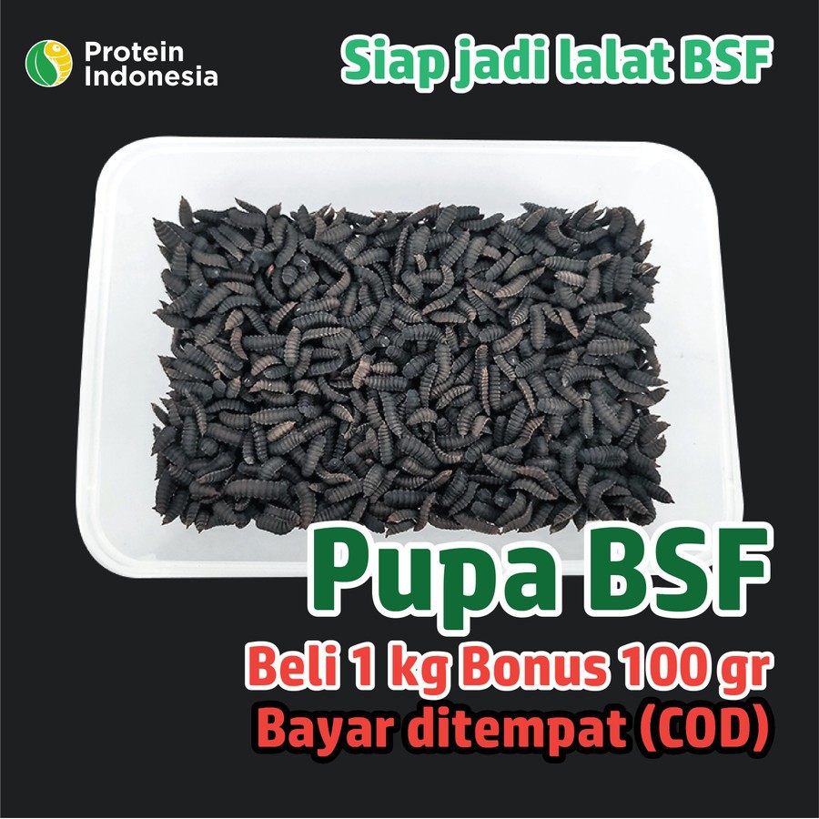 Prepupa Pupa BSF