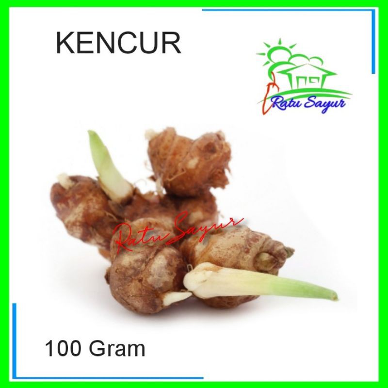 

KENCUR/ratusayur.id