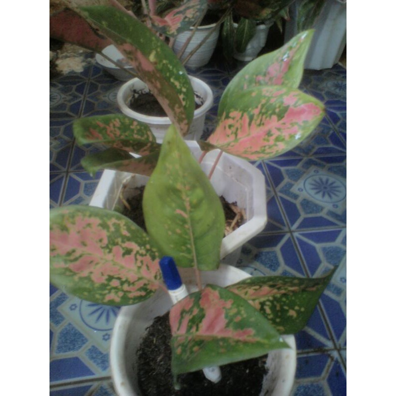 Aglonema kochin hibrid,langka