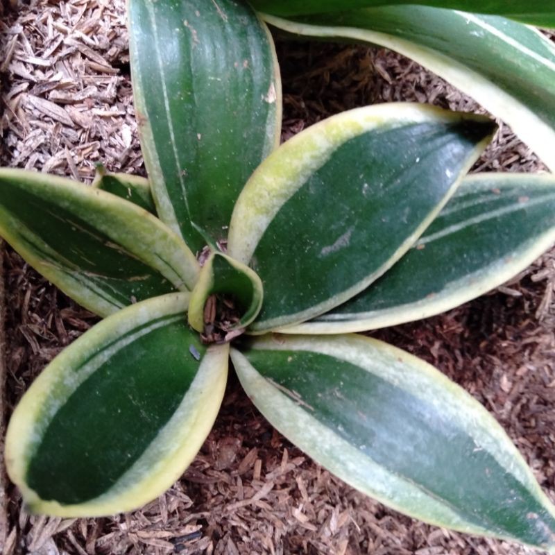 sanseviera PAGODA/lidah mertua mini pagoda