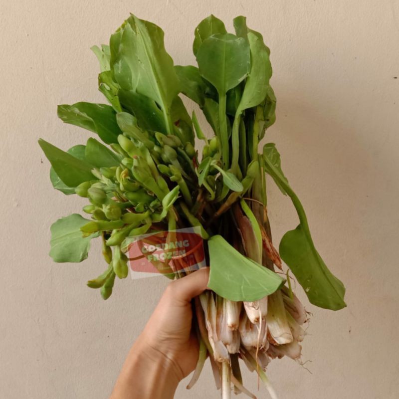 

Sayur Genjer