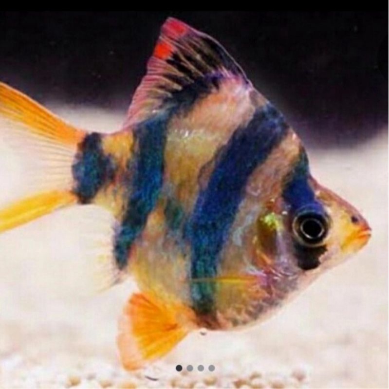 ikan hias Tiger barb Sumatra balon