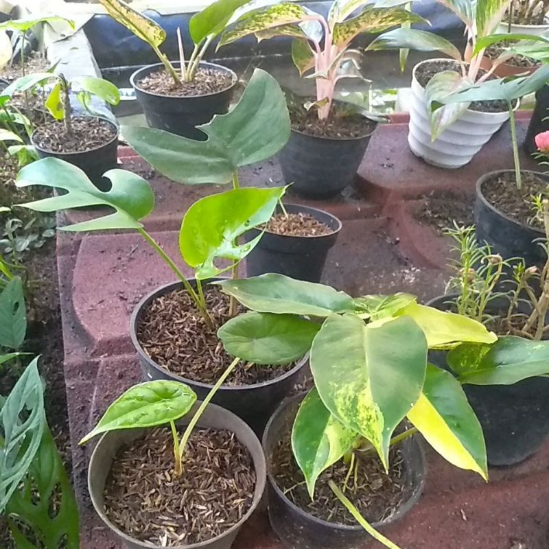 Paket hemat Monstera mini + anakan dragon scale + burlemak varigata.