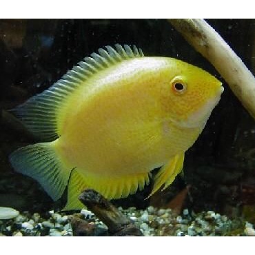 ika golden severum