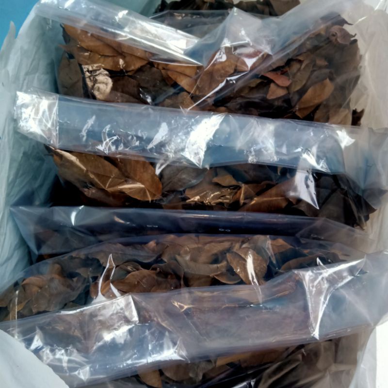 

Daun gaharu kering (obat herbal)