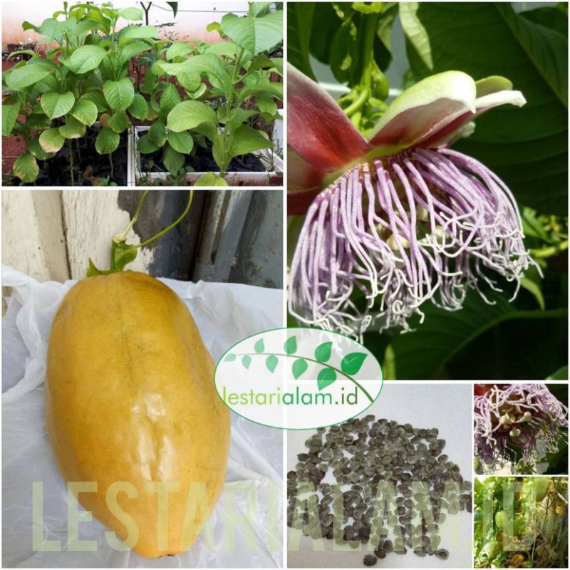 Bibit tanaman markisa erbis rambat bibit erbis