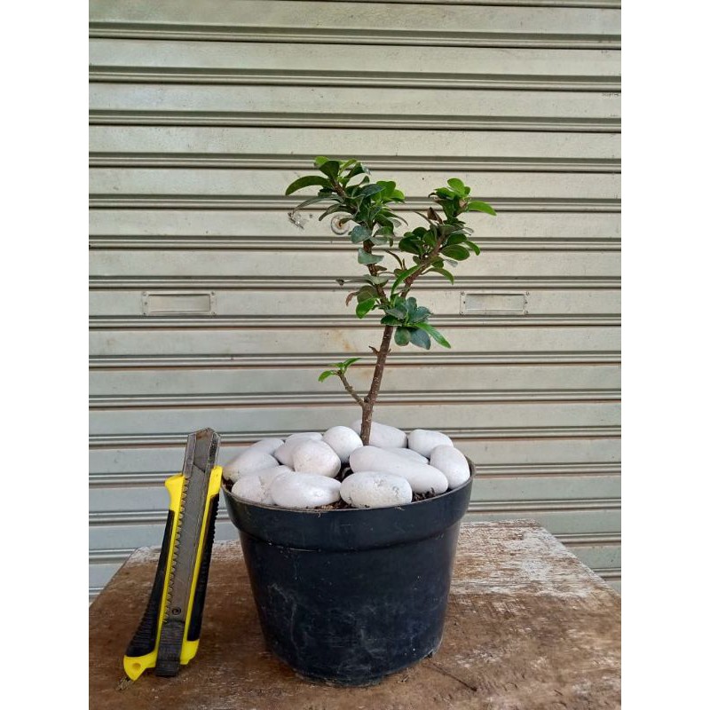 bahan bonsai beringin compacta