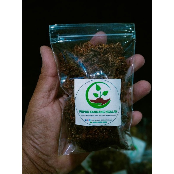 Jamur jakaba, nutrisi jamur jakaba,pupuk jamur jakaba