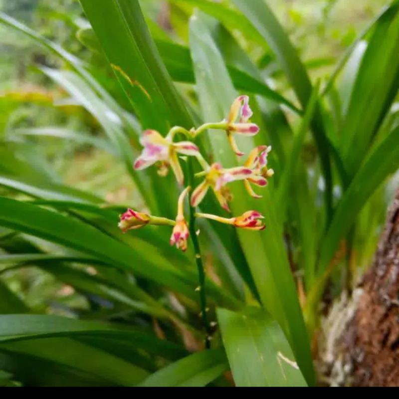 anggrek hutan / tanaman hias anggrek mini anggrek bawang javanica