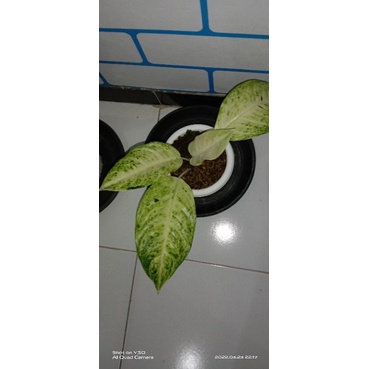big roy putih aglaonema