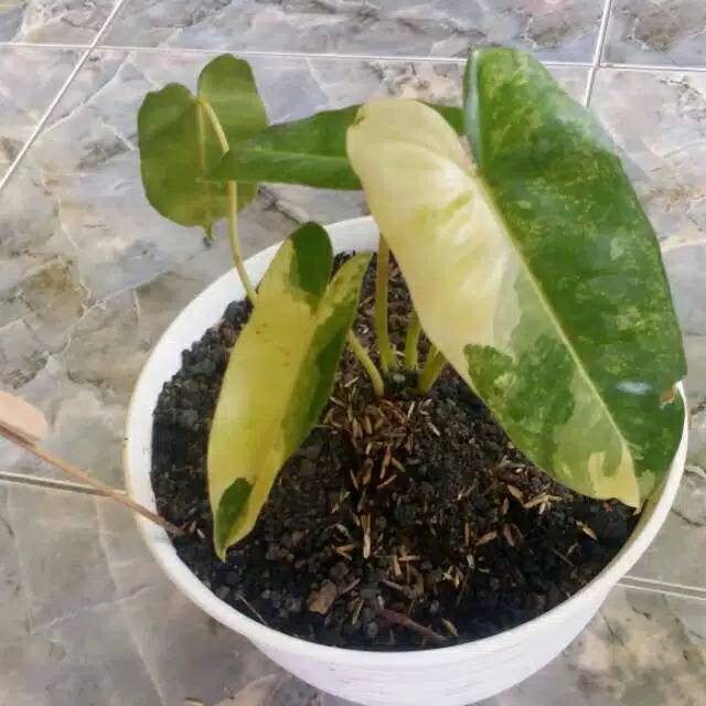 Tanaman hias philodendron burle marx variegated - brekele varigata