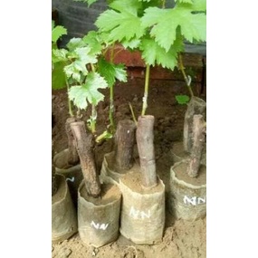 BIBIT ANGGUR IMPORT NINEL ( BIBIT ANGGUR NINEL )