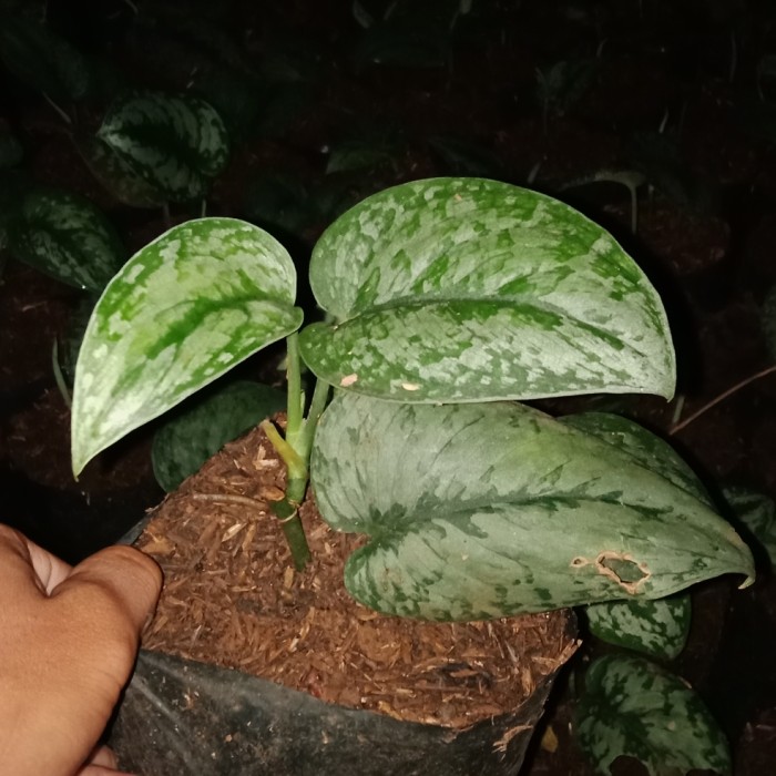 tanaman scindapsus pictus/tanaman rambat scindapsus silver