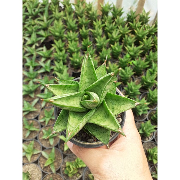 sansevieria pagoda tower