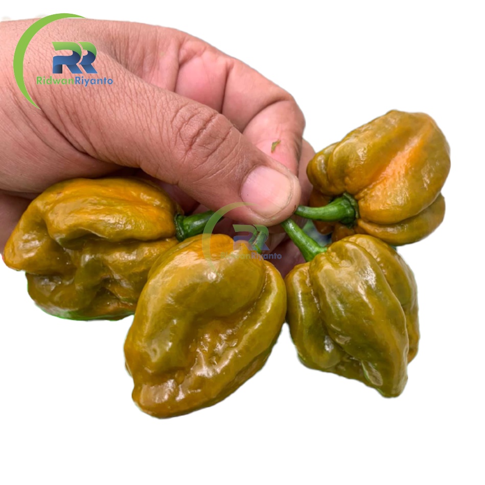 BIJI Benih Cabe CAROLINA REAPER Mustard Cabai Terpedas Nomor 1 di Dunia Versi Guinness World Record