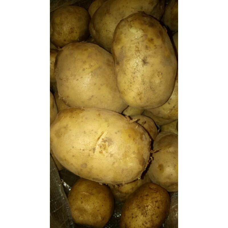 

KENTANG DIENG - 500GR