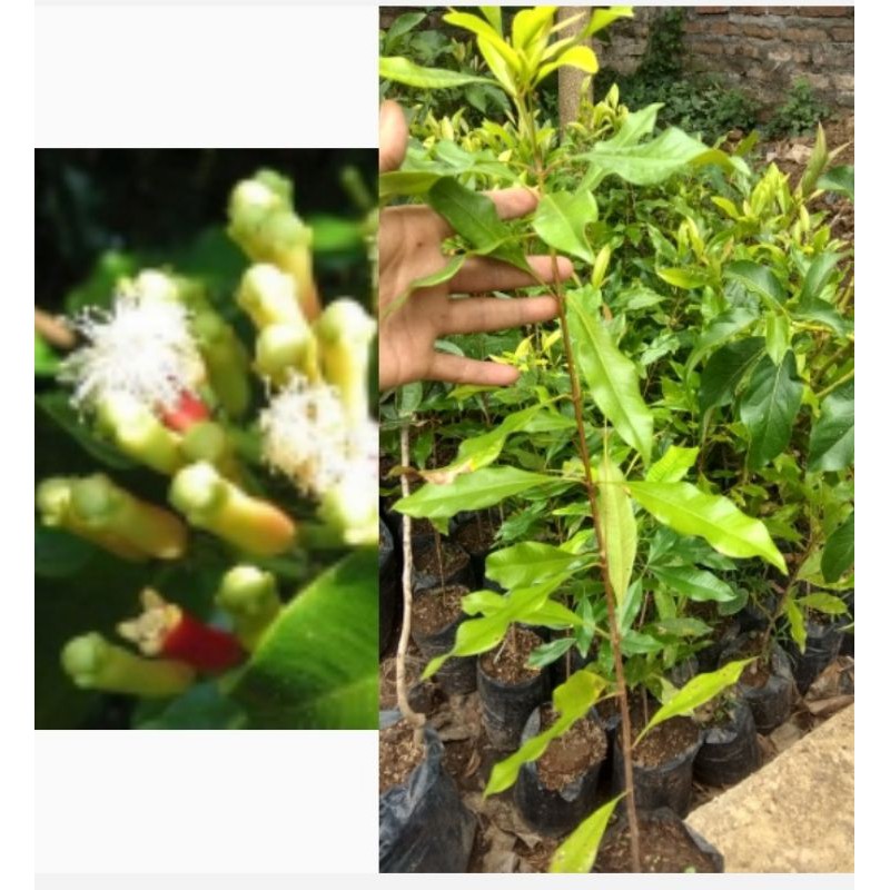 Baru Bibi Pohon Cengkeh Superunggul