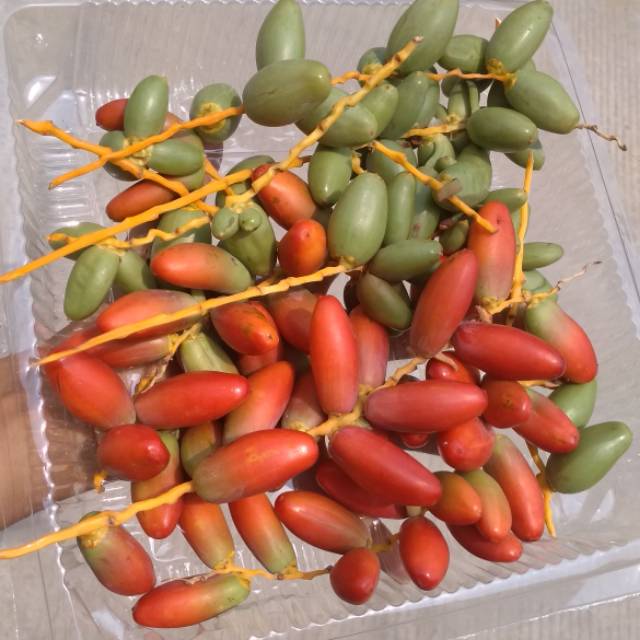 

Kurma Muda Merah atau kuning atau hijau. Fresh. Non kulkas