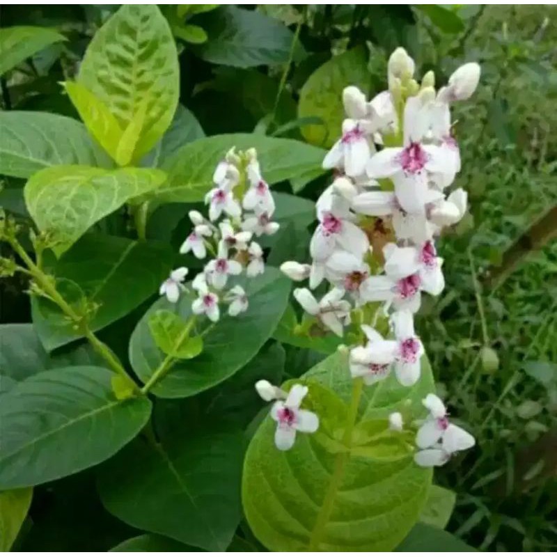 tanaman hias bunga melati Jepang / bunga melati Jepang / tanaman bunga