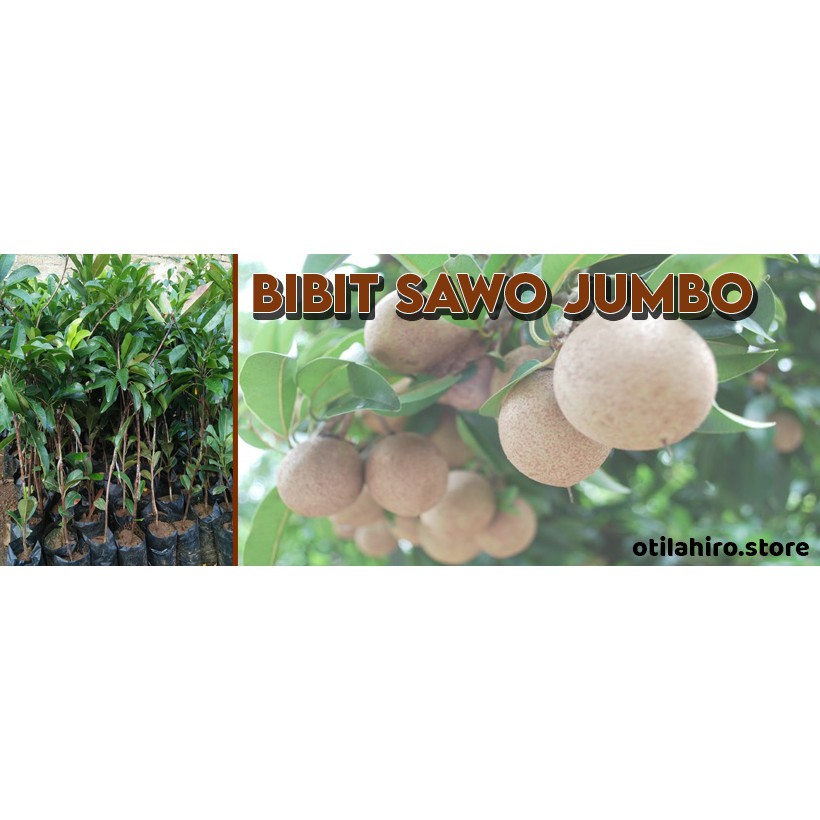 Bibit Sawo Jumbo