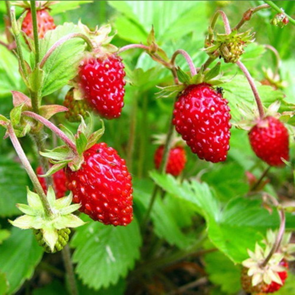 Benih Bibit Biji - Buah Wild Alpine Strawberry Regina Stroberi Liar Alpen Berries Fruit Seeds - IMPORT