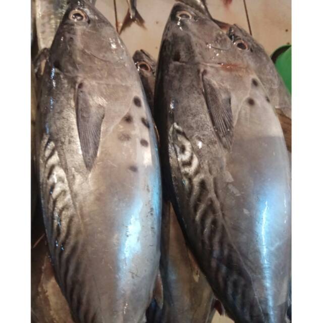 

Ikan Tongkol Abu dan Cakalang