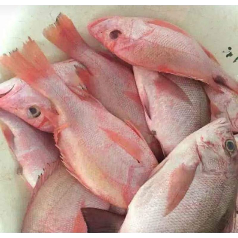

ikan kakap merah