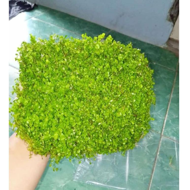 HOT Product karpet seed monte Carlo