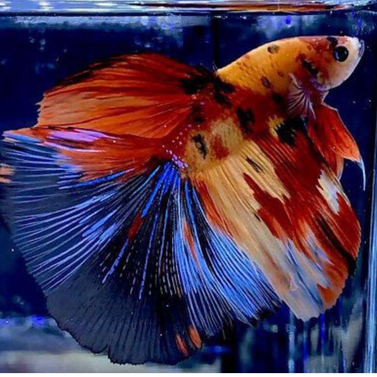 

㊋ BETTA FISH HALMON NEMO KOI GALAXSI DAUN LEBAR ↳