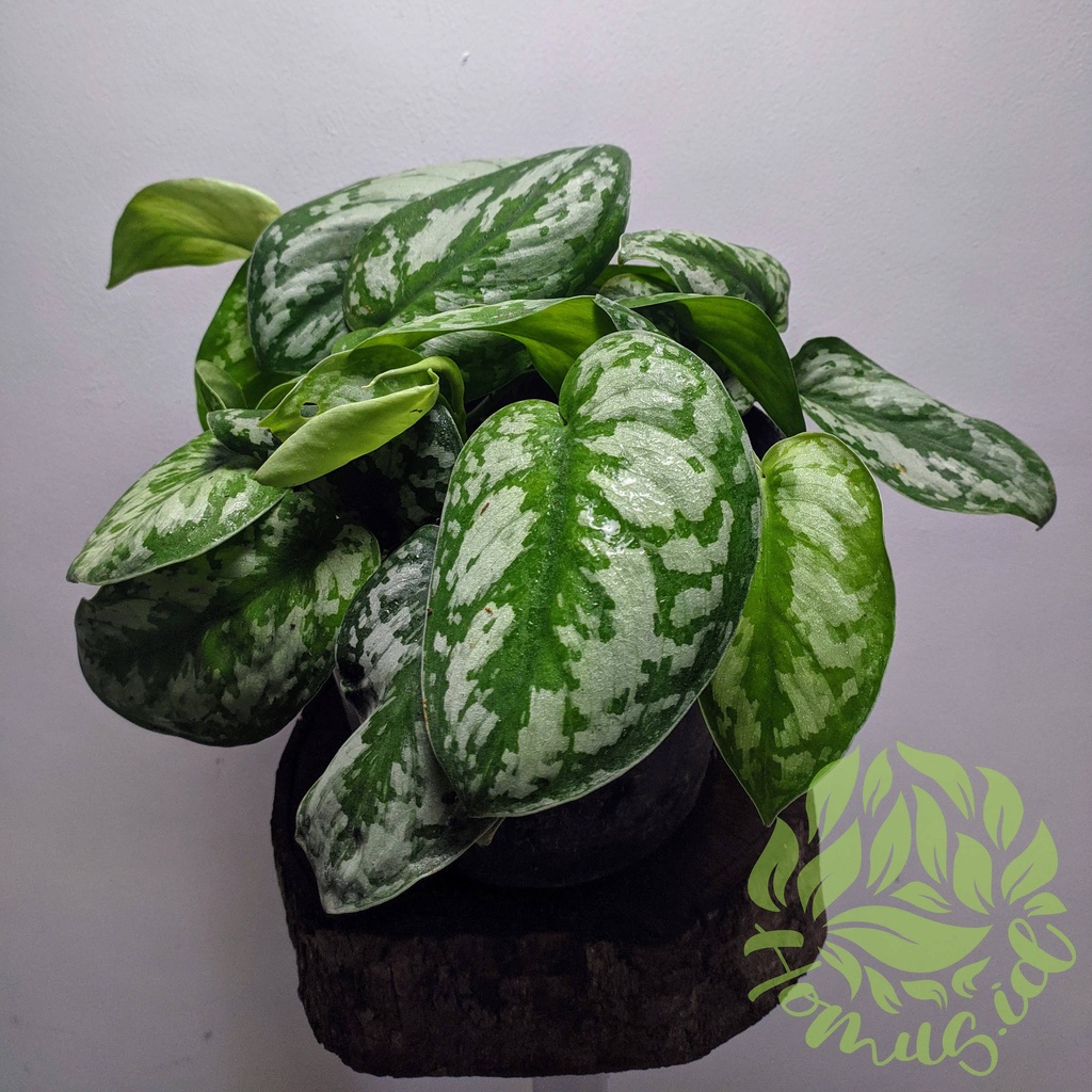 Scindapsus exotica / tanaman hias scindapsus exotica