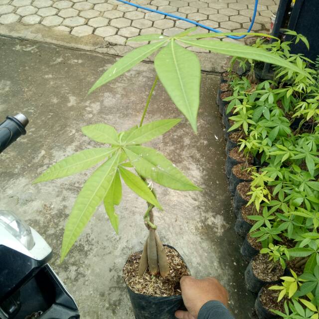 Tanaman Pachira