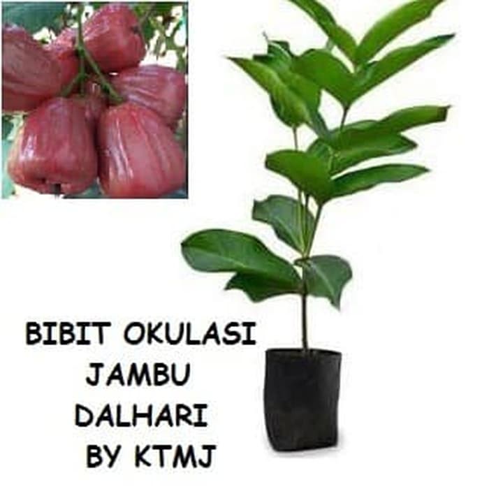 Bibit Tanaman Pohon Jambu Dalhari Bibit Jambu Air Dalhari Okulasi