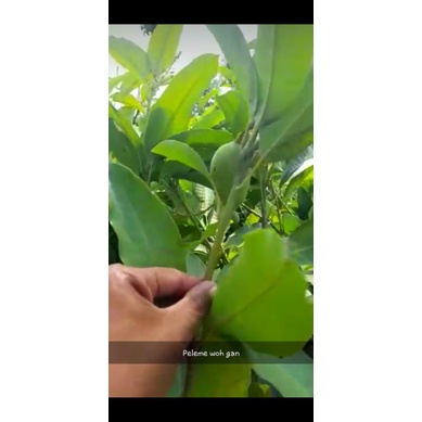 Bibit Mangga Manalagi Berbunga