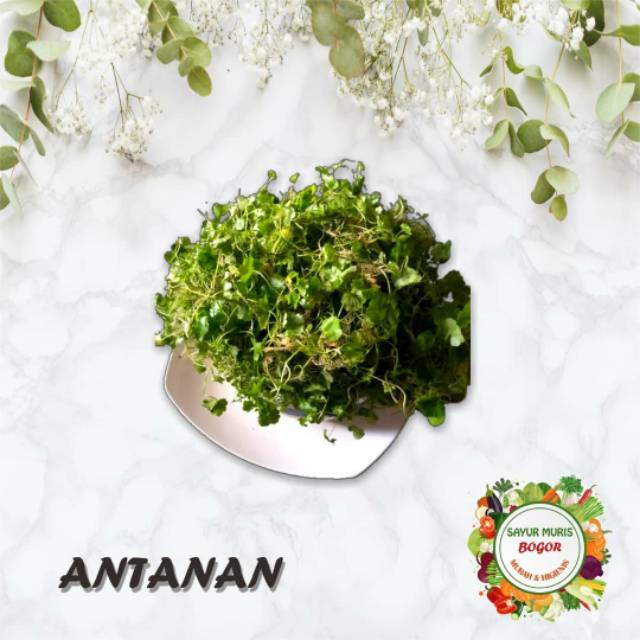 

Daun PAGANGAN/ANTANAN 200 gr