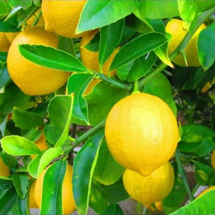 Bibit Jeruk Lemon California Lemon Jumbo Nipis California Pohon Jeruk Lemon