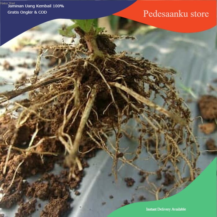

[PROMO] Akar Bandotan Segar 300 gram Murah