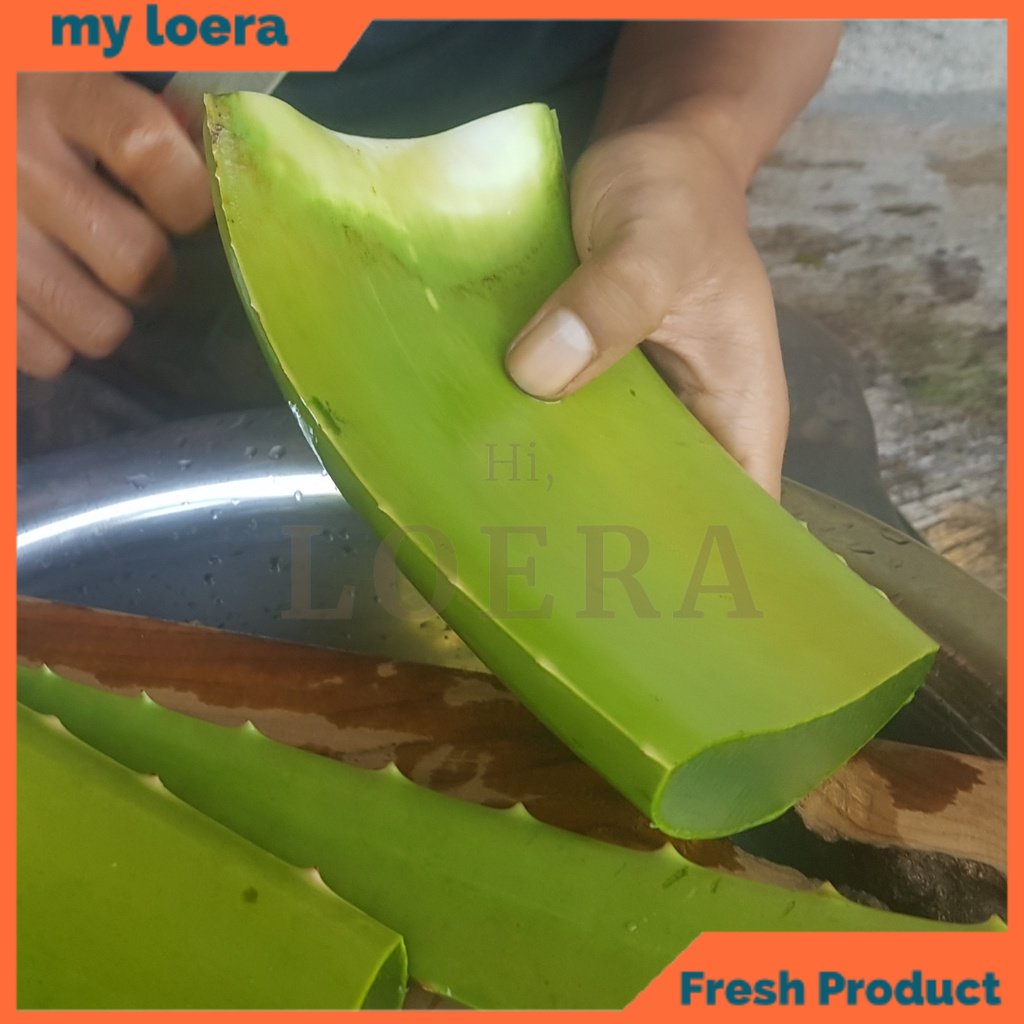 

myloera Pelepah Batang Lidah Buaya Aloe Vera Aloevera Leaf Jumbo Pontianak Ukuran 500-700 Gram