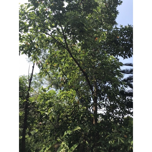 

Daun Salam Segar 1 Ikat Bumbu Dapur - Bay Leaf