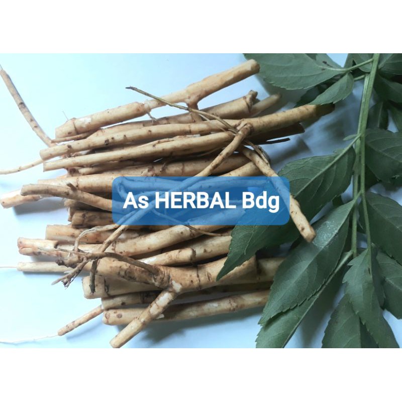 

Akar sangitan sambucus javanica segar 250 gram-az
