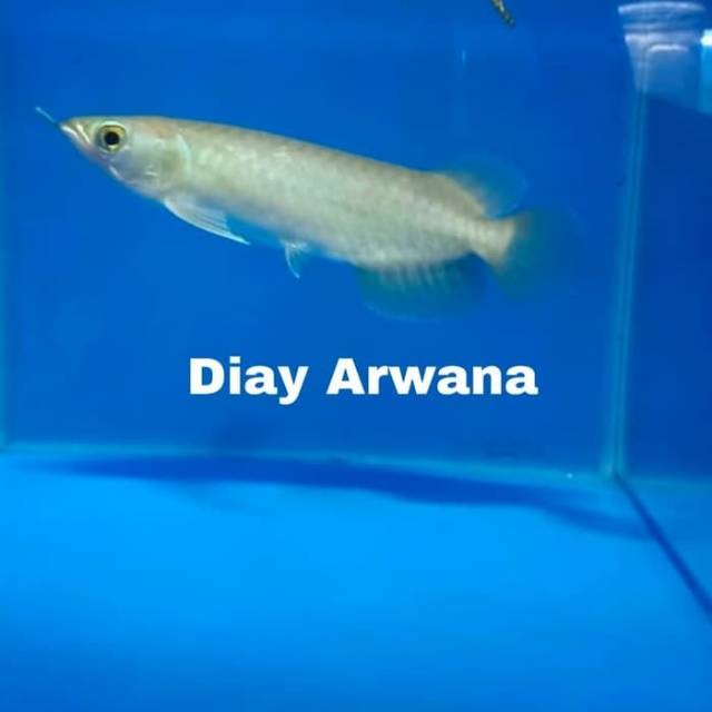 Ikan arwana green pino