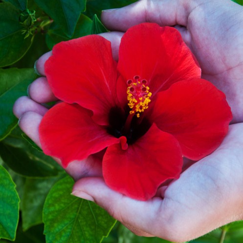 Benih HIBISCUS RED Kembang Sepatu - Biji Bibit Bunga